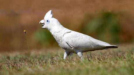 Aprendió a ladrar: una cacatúa 'se volvió' perro luego de vivir con ellos (VIDEO)