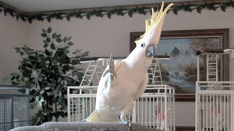 Una cacatúa improvisa 14 movimientos y baila al ritmo de la música como los humanos (VIDEO)