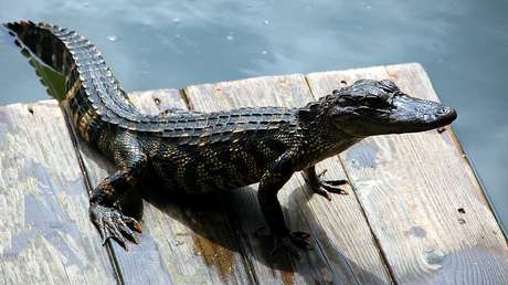 VIDEO: Alcalde mexicano se casa con un caimán