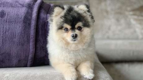 Daniel Sturridge se niega a pagar los 37.500 dolares que había prometido al rescatador de su perro secuestrado