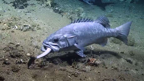 VIDEO: Un enorme pez se traga a un tiburón vivo