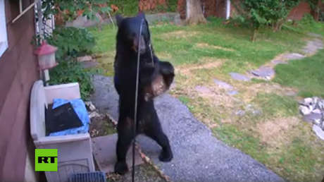 VIDEO: Un oso hambriento irrumpe en una vivienda de EE.UU. y el perro del vecino lo ahuyenta