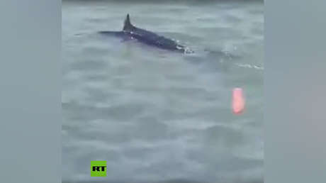 VIDEO: Un grupo de jóvenes se divierte golpeando a un pez espada hasta causarle la muerte en una playa de Grecia