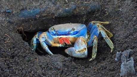 VIDEO: Cientos de cangrejos de tierra invaden una casa en Florida
