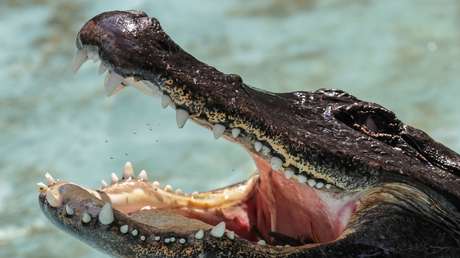 En EE.UU. advierten que arrojar drogas al inodoro podría crear 'metacaimanes'