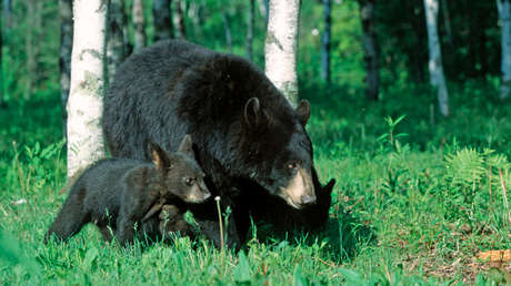 VIDEO: Una osa se lanza contra un hombre que se atrevió a acercarse a sus cachorros