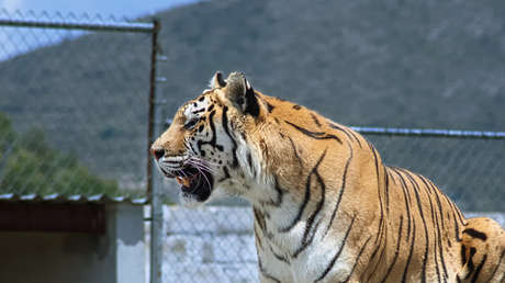 VIDEO: Un tigre escapa de un descapotable en Rusia y trata de huir de su amo por la calle