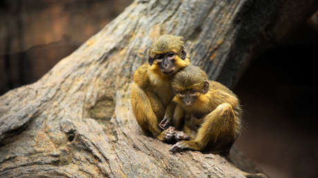 Descubren en Kenia el fósil de un diminuto mono que vivió hace 4,2 millones de años