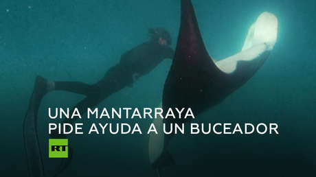 Una mantarraya gigante se acerca a un buceador para pedirle que le salve la vida