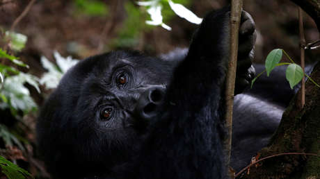 VIDEO: Una gorila se arranca el pelo tras pasar toda su vida en una jaula de un centro comercial