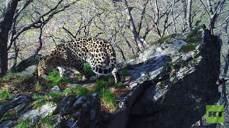 VIDEO: Encuentran en el Lejano Oriente de Rusia un paisaje idéntico a la roca del 'Rey León', pero esta tiene otro 'dueño'