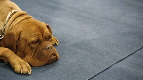 FOTO: Una perra camina 200 kilómetros buscando a la pareja que la rechazó