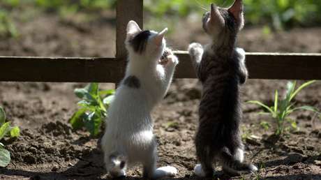 VIDEO: Un gato recrea una popular escena de la película 'El Rey León' al tirar a un 'rival' de un tejado