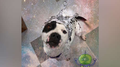 'Perros extraterrestres': un refugio de animales de Oklahoma saca ventaja de la fiebre por el Área 51