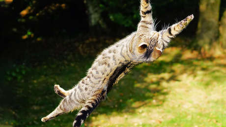 VIDEO: Una 'streamer' causa indignación al lanzar su gato por los aires en una transmisión en vivo