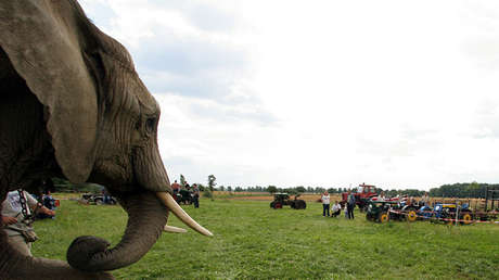 VIDEO: Gentío huye de un elefante enfurecido que embiste contra un todoterreno en la India