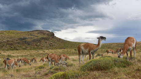 Científicos chilenos buscan emplear 'jardineros naturales' para salvar un bosque esclerófilo