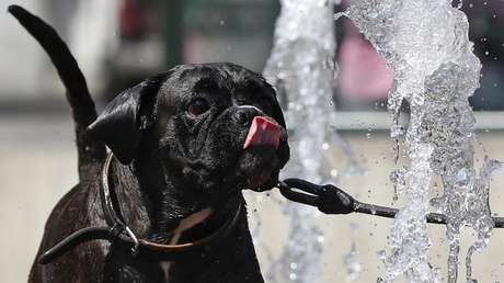 FOTOS: Europa se asfixia bajo una ola de calor extremo