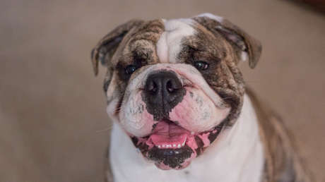 VIDEO: Un bulldog no reconoce a su dueña 'enmascarada' y se asusta