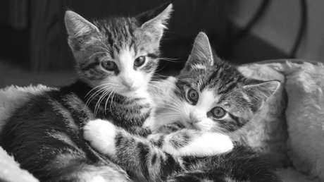 EE.UU.: Dos pitbulls escapan de su jaula en un refugio de animales y matan a 29 gatos