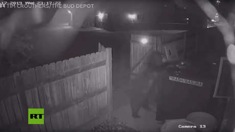 VIDEO: Un oso roba un contenedor de basura en una tienda de marihuana