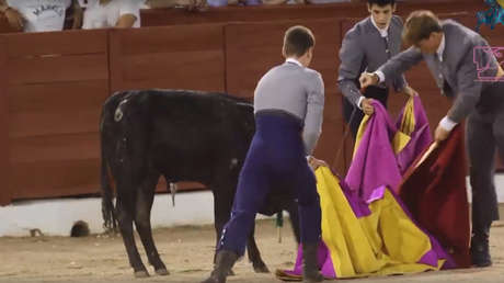 Denuncian la masacre de 24 novillos en escuelas de tauromaquia en España