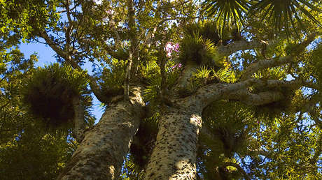 Científicos descubren el secreto de la supervivencia de un tocón 'vampiro' en Nueva Zelanda