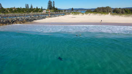 VIDEO: Un tiburón blanco acecha a pocos metros a un grupo de niños en Australia