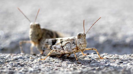 VIDEOS: Una plaga de saltamontes se apodera de Las Vegas