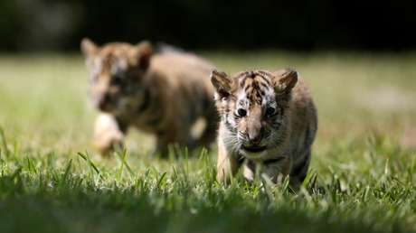 FOTO: Hallan los cadáveres de siete cachorros de tigre congelados en un auto que los introducía de contrabando en Vietnam