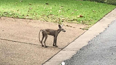 FOTOS, VIDEO: Identifican a un extraño animal en EE.UU. y lo salvan de la enfermedad que cambió su apariencia