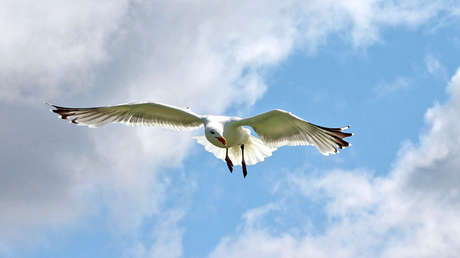 Una gaviota vuela 838 kilómetros del canal de la Mancha a España en siete días y sorprende a los científicos