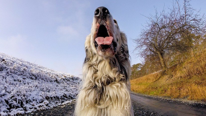 Inducen al coma a una mujer y le amputan brazos y piernas por culpa de una infección causada por la lamedura de su perro