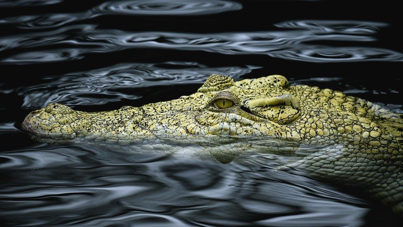 VIDEO: Un cocodrilo acecha a un perro en una calle inundada en la India y lo ataca