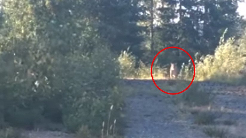 VIDEO: Una mujer se salva de ser atacada por un puma gracias a una canción de Metallica