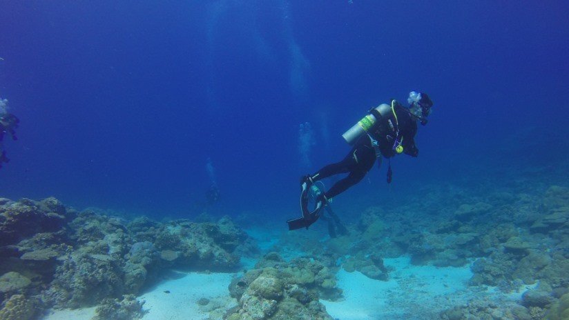 VIDEO: Mujer salva a un tiburón atrapado en un sedal mientras bucea