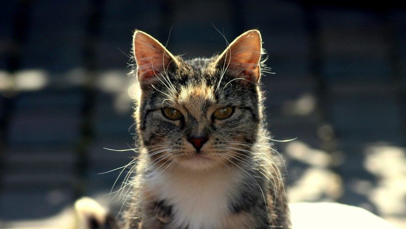 VIDEO: Un deportista paralímpico abandona su silla de ruedas y se desliza por una pendiente para salvar un gatito