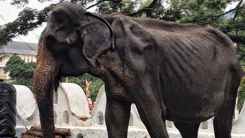 FOTOS: Publican imágenes del cuerpo demacrado de una elefanta que suele estar oculto por un disfraz