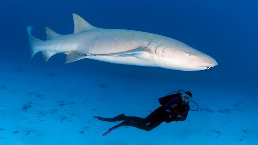 VIDEO: Un buceador improvisa un inesperado método de repeler el ataque de un tiburón