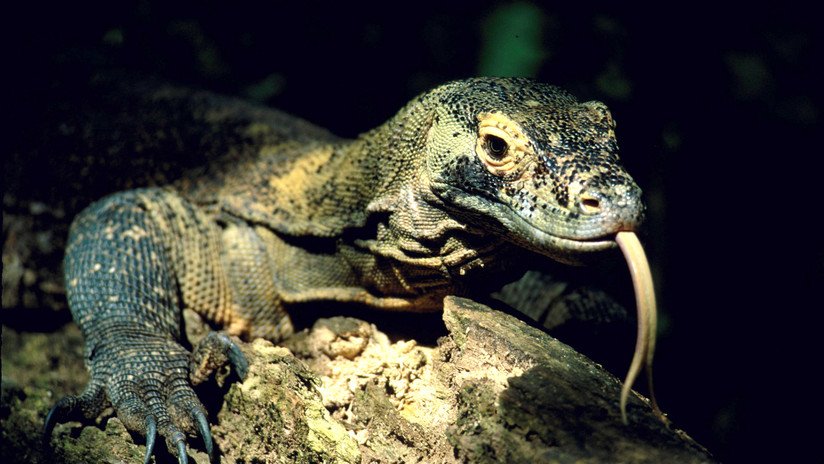 Un lagarto varano ataca ferozmente a una pareja que intentaba salvar a su perro