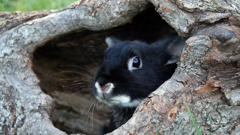 "¿Estoy drogada?": La ilusión óptica del video viral del 'cuervo' que está volviendo locos a los internautas