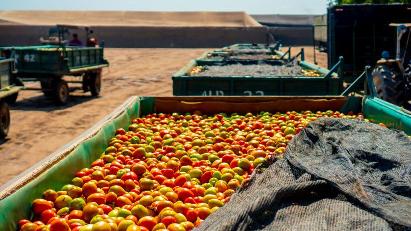 El largo camino de los tomateros mexicanos para llegar a un acuerdo comercial con EE.UU.