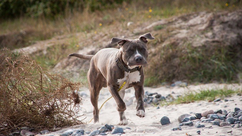 Un perro salva a su dueño de las fauces de un tiburón