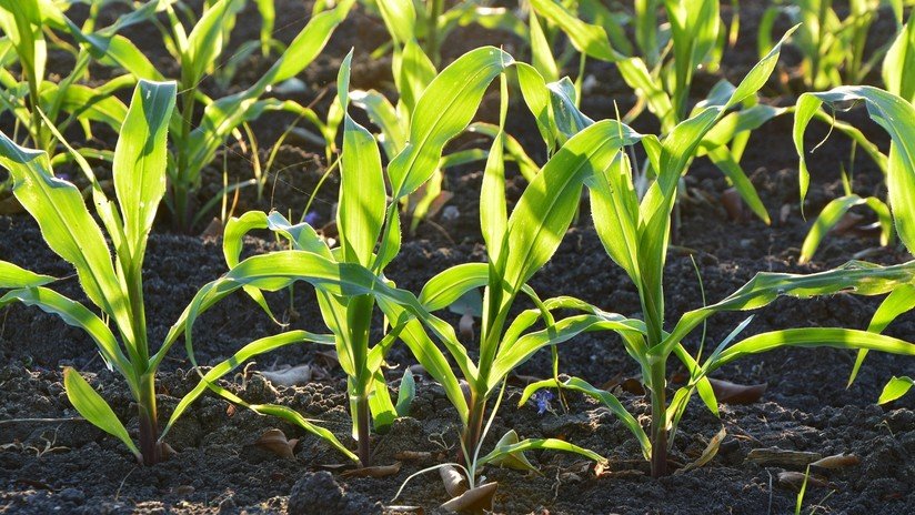 Se suicida el autor del mayor fraude de alimentos orgánicos en EE.UU. poco después de ser sentenciado