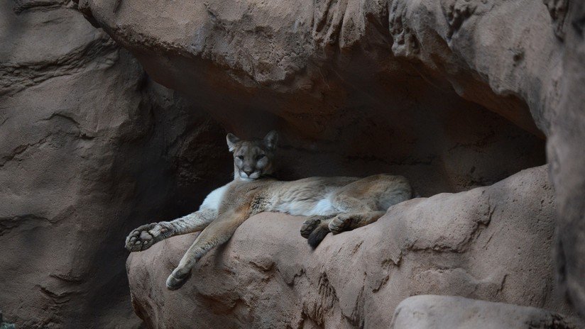 "Era él o yo": Un hombre pelea cuerpo a cuerpo con un puma en Argentina