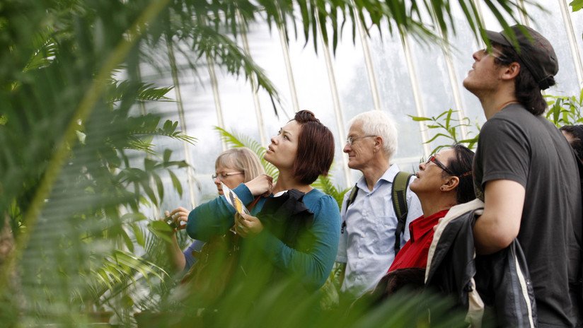 Una planta 'jurásica' se reproduce en Reino Unido después de 60 millones de años (FOTO)