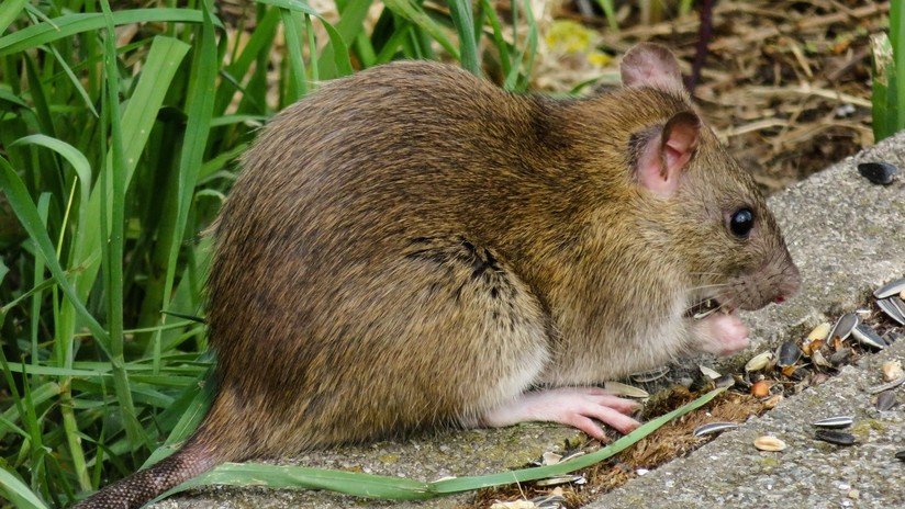 VIDEO: Filman en Moscú una rata 'equilibrista'