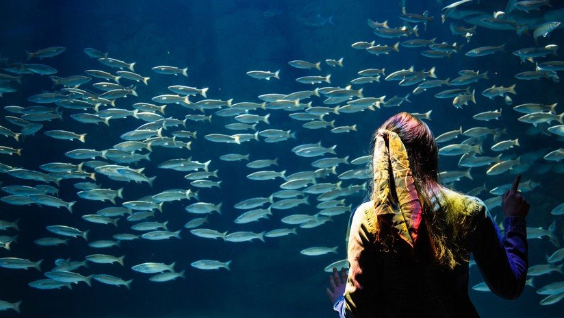 Realizan el primer implante de vagina con piel de pescado en Colombia