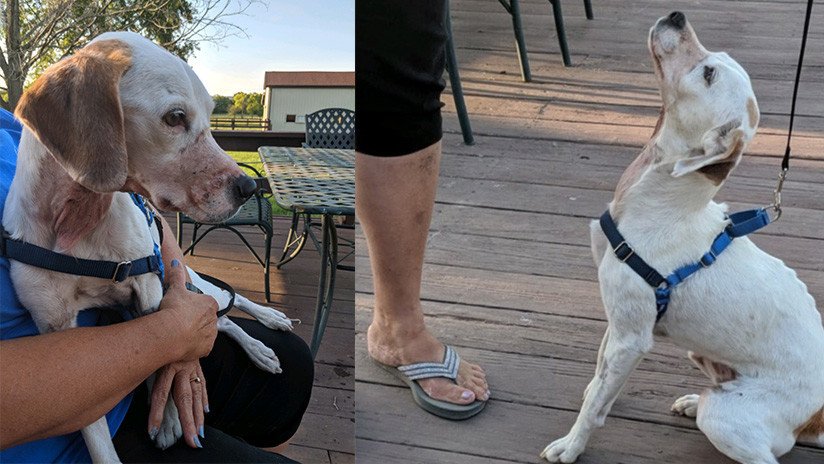 Rescatan en EE.UU. a una perrita con el hocico pegado con cinta adhesiva y una herida en la garganta