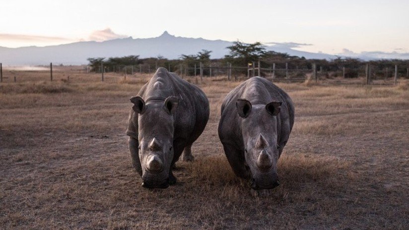 Científicos dan un gran paso para salvar una subespecie de rinoceronte casi extinta